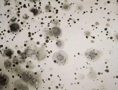 水性涂料杀菌剂